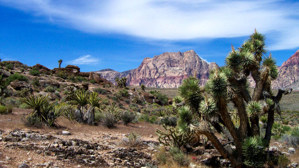 Best Way To See Red Rock Canyon in Las Vegas