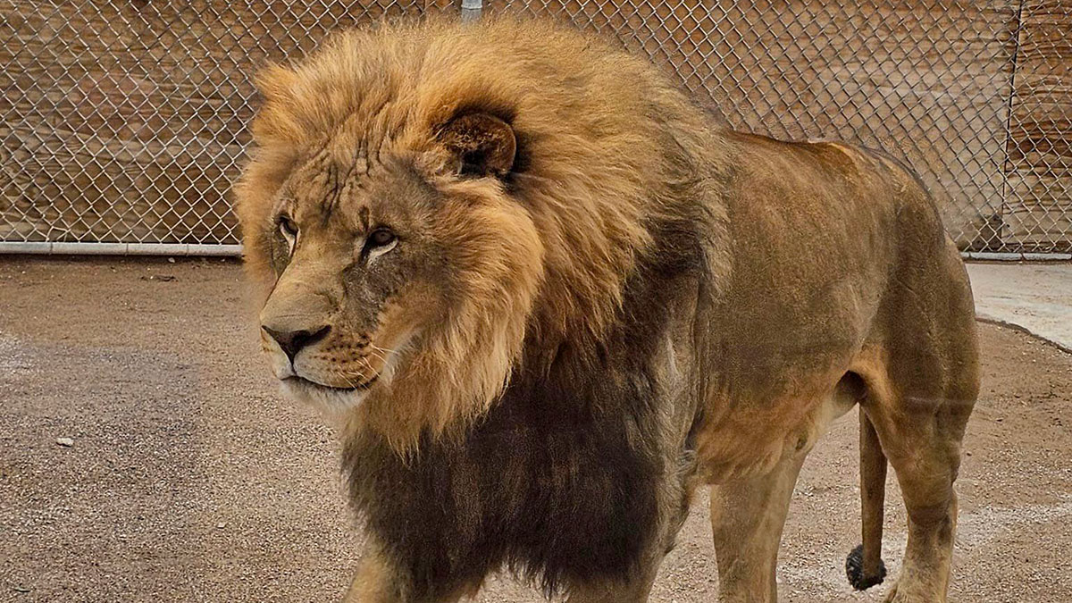 The Lion Habitat in Las Vegas