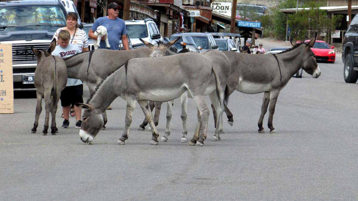 Oatman Arizona's donkeys hanging out in the middle of town